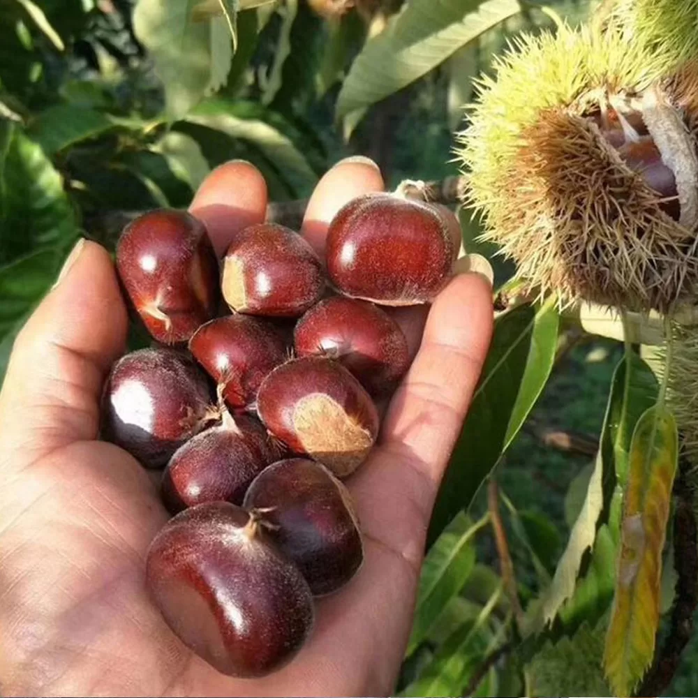 Kestane Ağacı Nerede Yetişir?