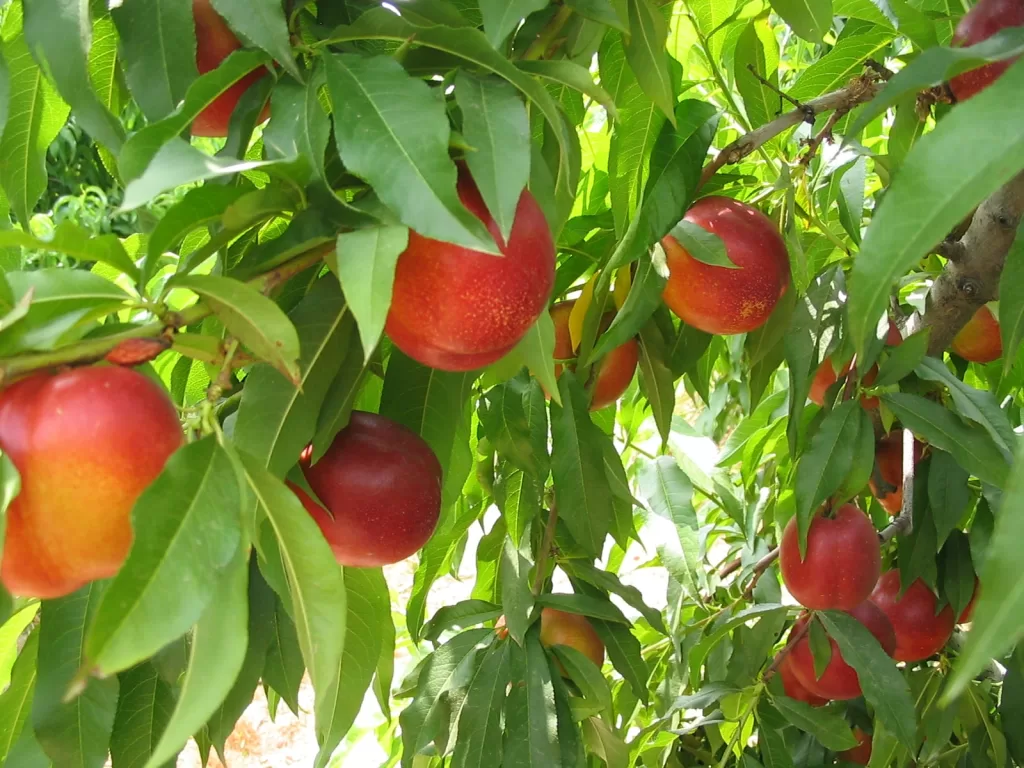 Nektarin Ağacı Nerede Yetişir?